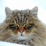 Katt i Sibirien