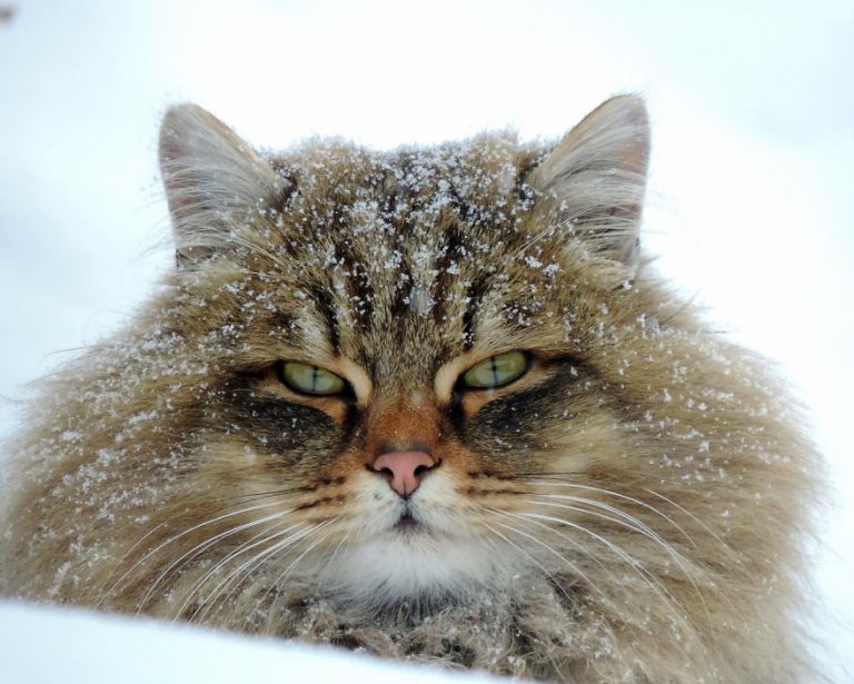 Katt i Sibirien